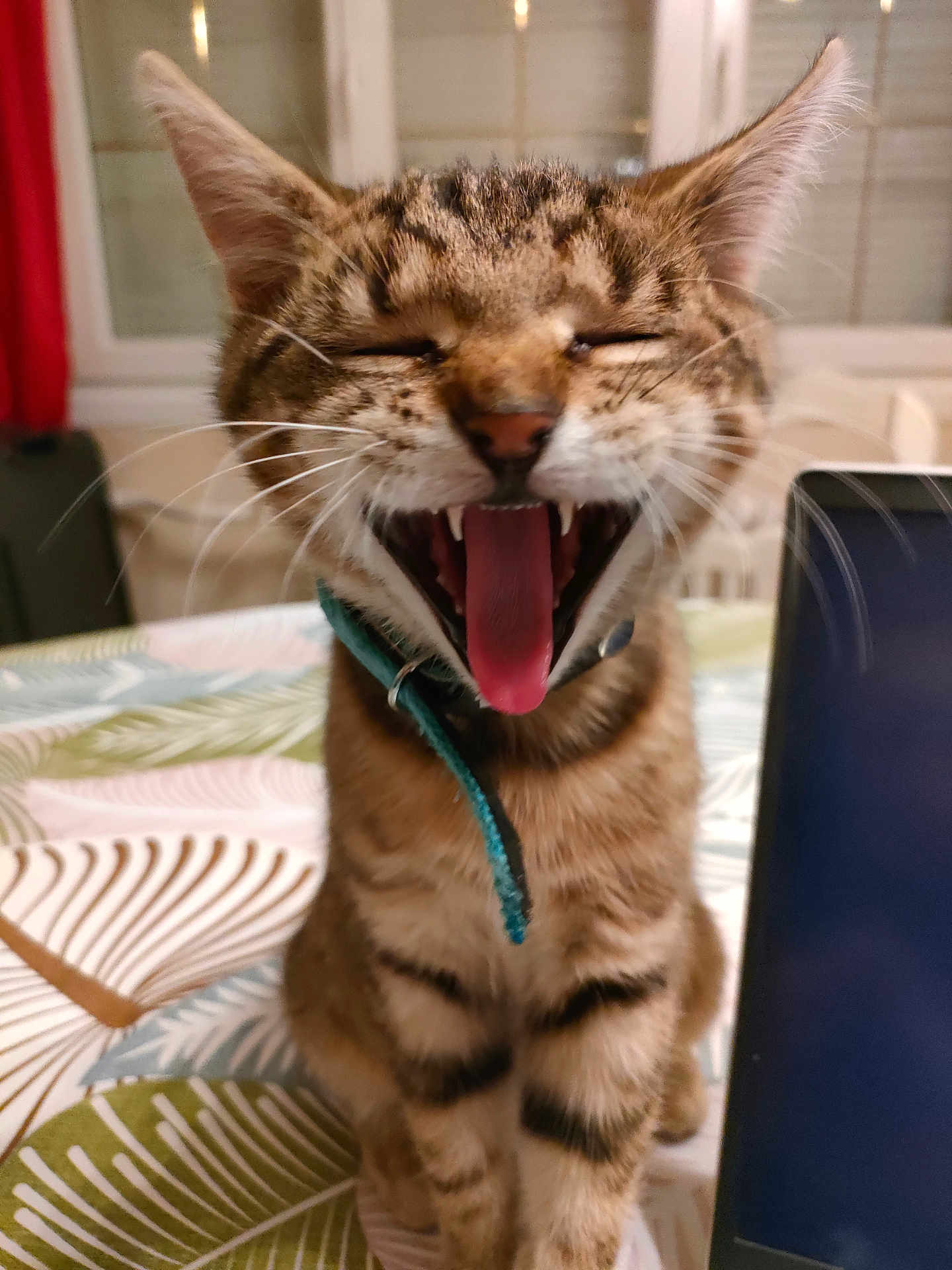 Alfa a rejoint le concours — aidez-le/la à gagner de superbes lots ! cat, tabby, tongue, yawning, mouth_open, whiskers, collar, indoor, table, laptop, patterned_surface, fur, pet, closeup, cute, domestic_cat, feline, striped, ears, animal