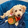beanbag_chair, blue_blanket, cozy, curly_fur, cute, dog, fur, green_toy, home, indoor, laying_down, looking_at_camera, orange_patch, pet, puppy, red_sweater, relaxed, sniff_miss, soft_light, toy