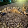 animal, cat, curious, ears, eyes, fur, illuminated, looking, lying_down, nature, night, outdoor, path, pebble, pet, shadow, stone, tabby_cat, tail, whiskers