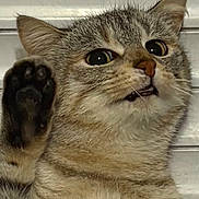 Moon participe au concours pour gagner de l'argent avec cette photo : animal, background, cat, close_up, curious, cute, ears, expression, face, feline, fur, indoor, lying_down, nose, paw, pet, raised_paw, striped, tabby, whiskers