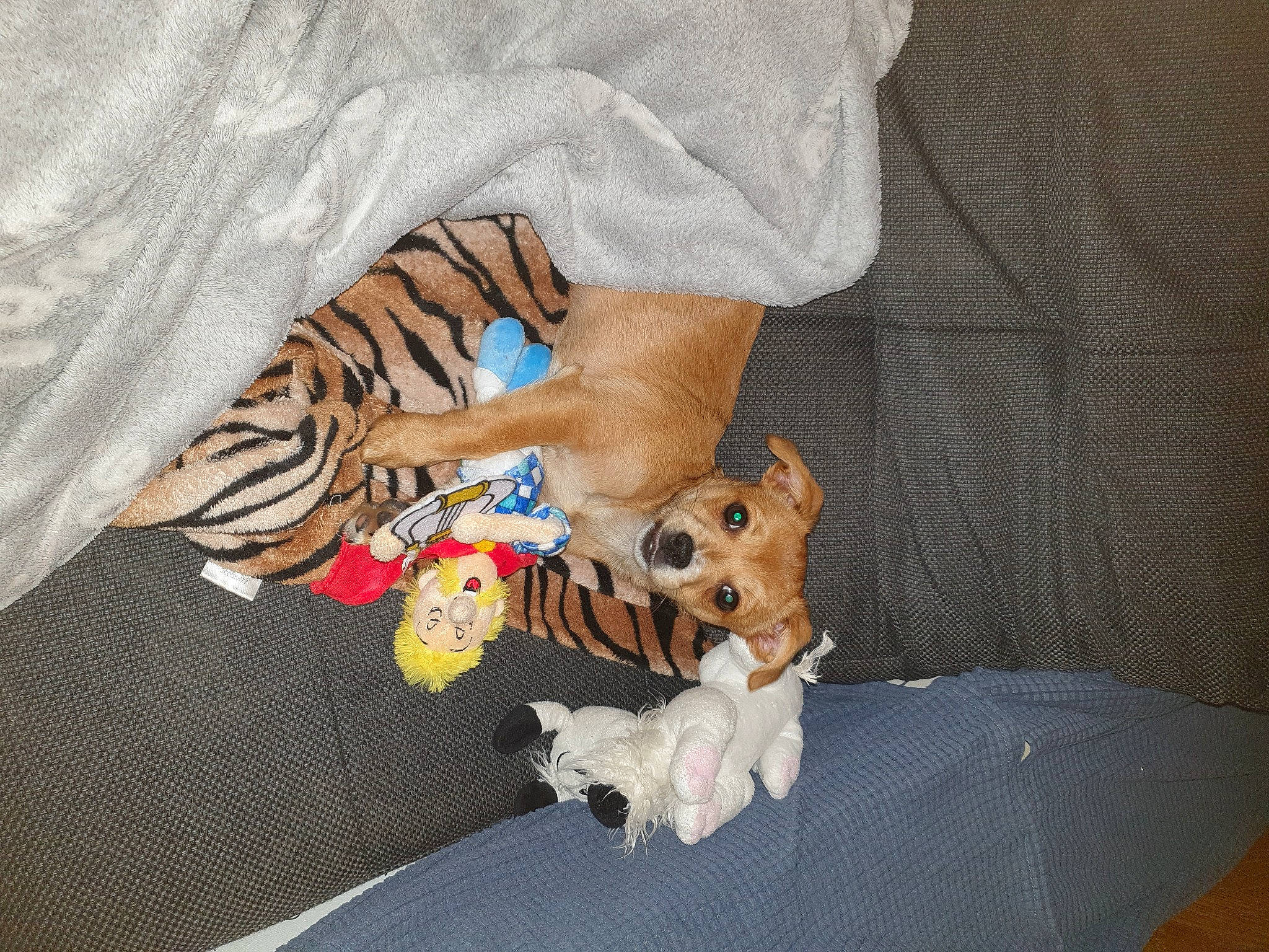 Unès a rejoint le concours — aidez-le/la à gagner de superbes lots ! carnivore, comfort, companion_dog, dog, dog_breed, dog_supply, fawn, felidae, foot, fur, human_leg, small_to_medium_sized_cats, snout, sporting_group, stuffed_toy, tail, textile, toy, toy_dog, whiskers