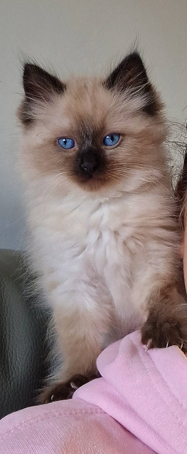 Bobby joined the competition — help win amazing prizes! balinese, birman, carnivore, cat, curious, electric_blue, fawn, felidae, fur, ragdoll, russian_blue, siamese, small_to_medium_sized_cats, snout, terrestrial_animal, thai, tonkinese, whiskers