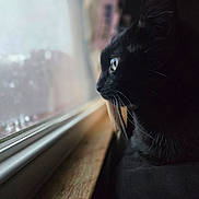 Blu joined the competition — help win amazing prizes! cat, black_cat, window, whiskers, close_up, side_profile, indoor, pet, animal, curious, daylight, reflection, soft_light, fur, portrait, quiet, contemplation, domestic_cat, looking_out, animal_face