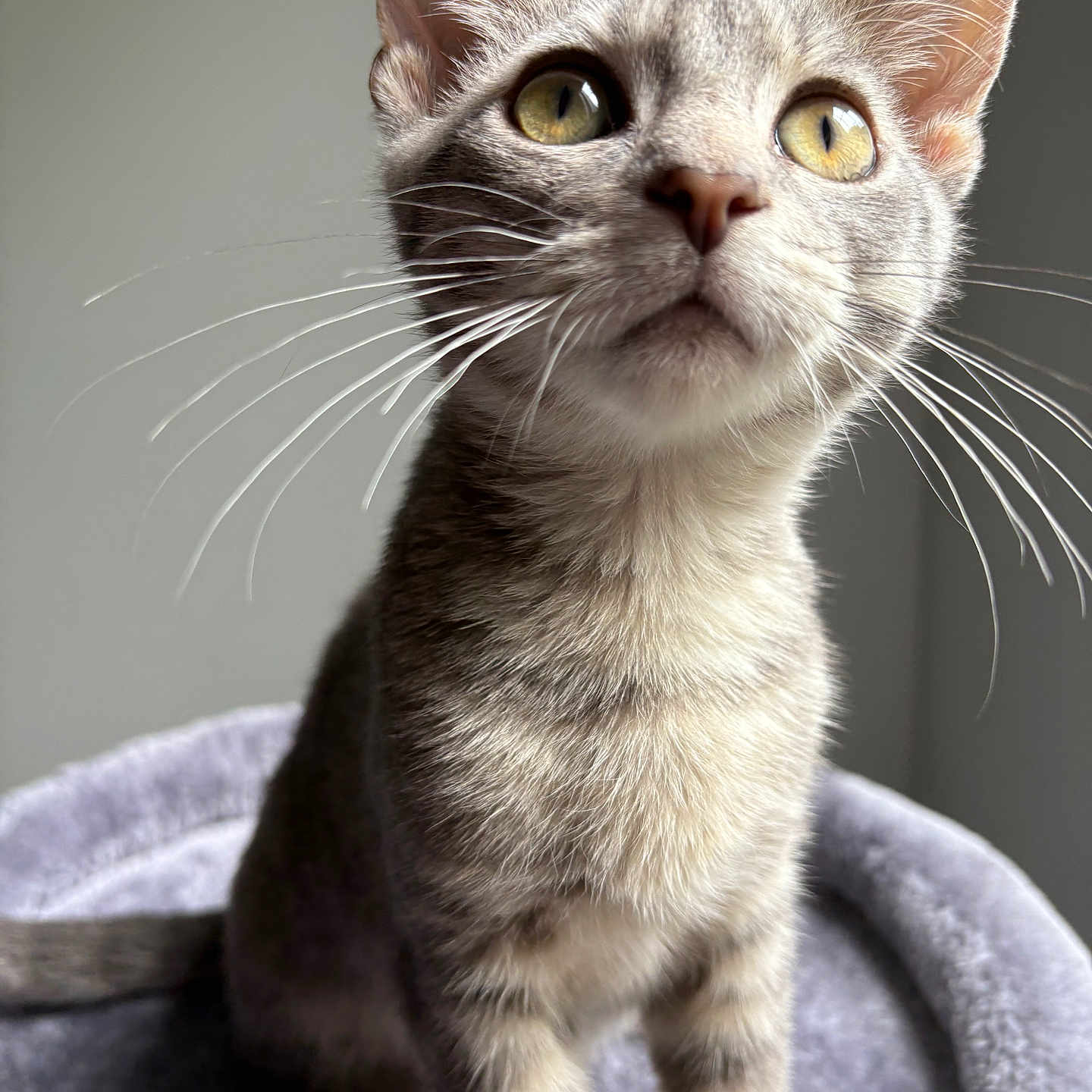 Sebree joined the competition — help win amazing prizes! animal, cat, closeup, curious, cute, domestic_cat, ears, feline, fur, gray_tabby, indoor, kitten, looking_up, pet, portrait, sitting, soft_bed, whiskers, yellow_eyes, young