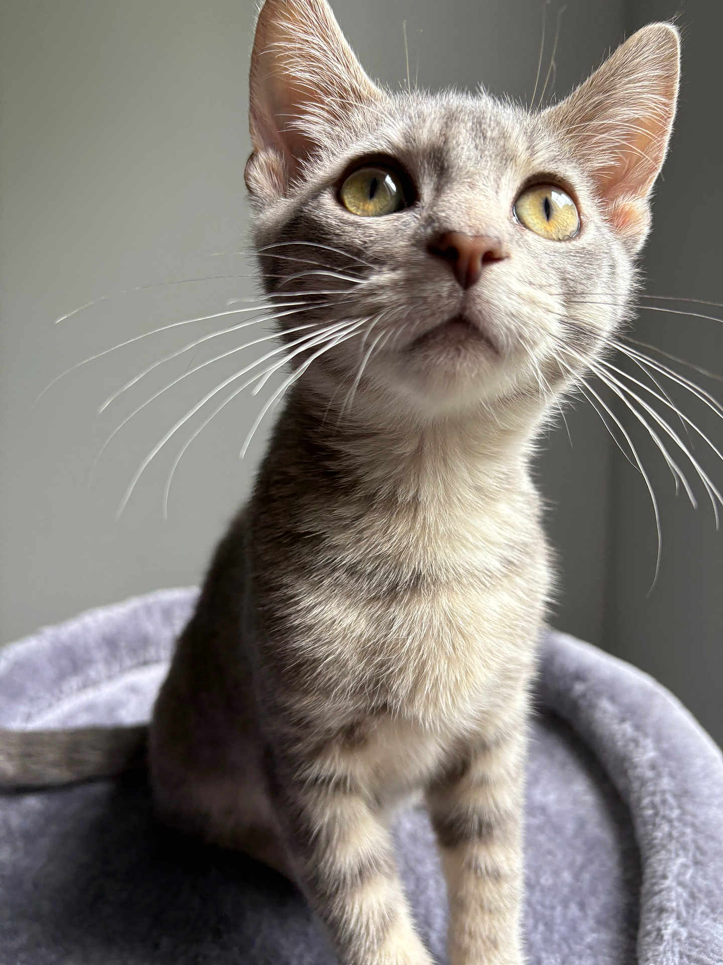 Sebree joined the competition — help win amazing prizes! cat, kitten, gray_tabby, yellow_eyes, whiskers, pet, animal, feline, cute, curious, portrait, indoor, soft_bed, closeup, young, fur, ears, sitting, looking_up, domestic_cat