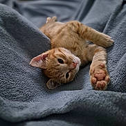 Wyllo a rejoint le concours — aidez-le/la à gagner de superbes lots ! abyssinian, animal, bed, blanket, cat, couch, furniture, kitten, manx, person, pet, quilt, sleeping, towel