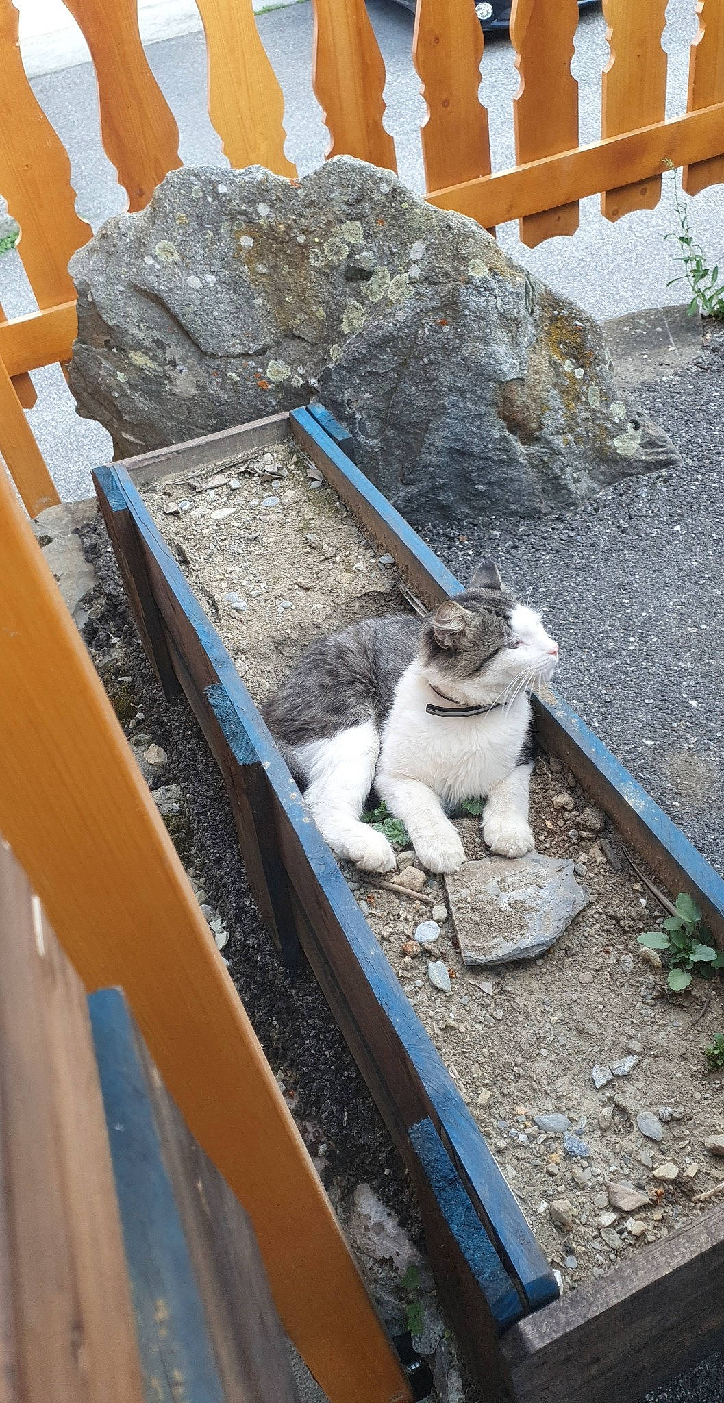 Ventraterre participe au concours pour gagner de l'argent avec cette photo : asphalt, automotive_wheel_system, carnivore, cat, concrete, domestic_short_haired_cat, felidae, grass, metal, pipe, plant, road_surface, roof, sidewalk, small_to_medium_sized_cats, soil, tail, tree, whiskers, wood