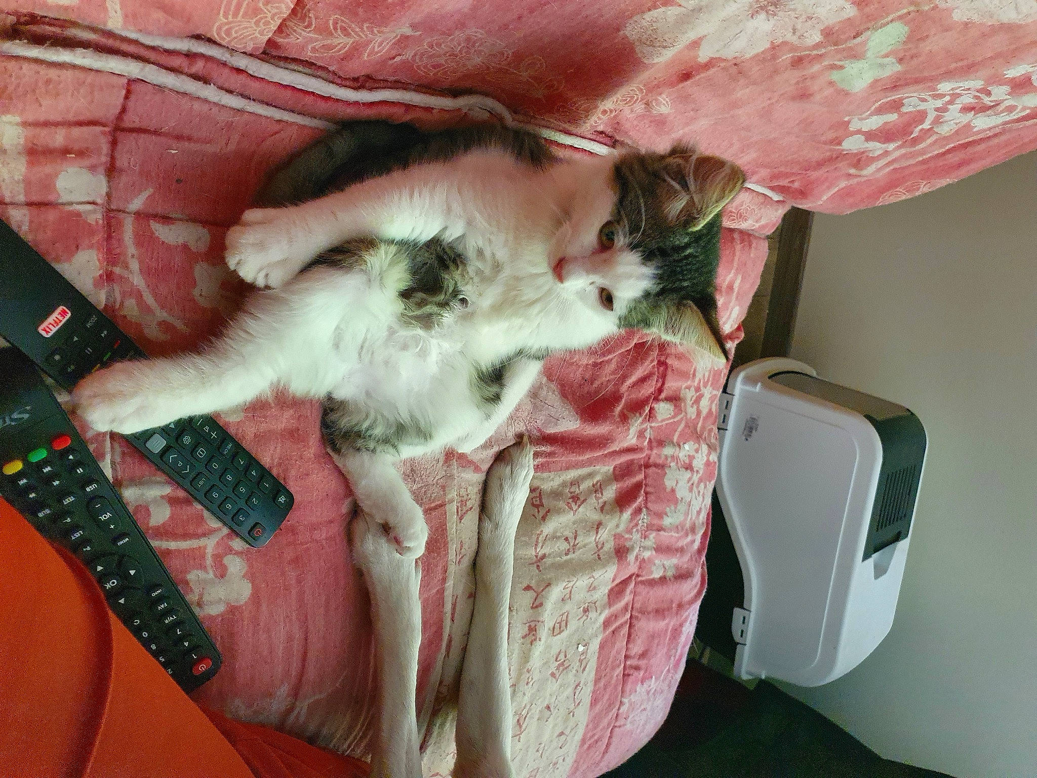 Ventraterre participe au concours pour gagner de l'argent avec cette photo : canidae, carnivore, cat, cat_supply, comfort, companion_dog, dog_breed, domestic_short_haired_cat, fawn, felidae, fur, linens, nap, paw, room, small_to_medium_sized_cats, sporting_group, tail, vehicle_door, whiskers