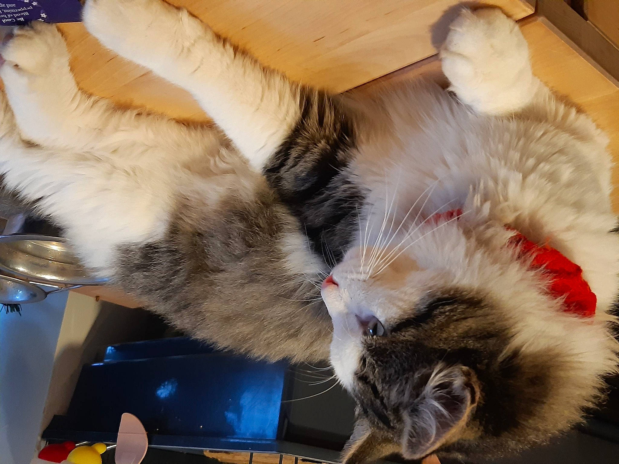 Ventraterre a rejoint le concours — aidez-le/la à gagner de superbes lots ! carnivore, cat, claw, comfort, domestic_short_haired_cat, felidae, foot, fur, gesture, human_leg, lap, nap, paw, plant, small_to_medium_sized_cats, snout, tableware, tail, whiskers