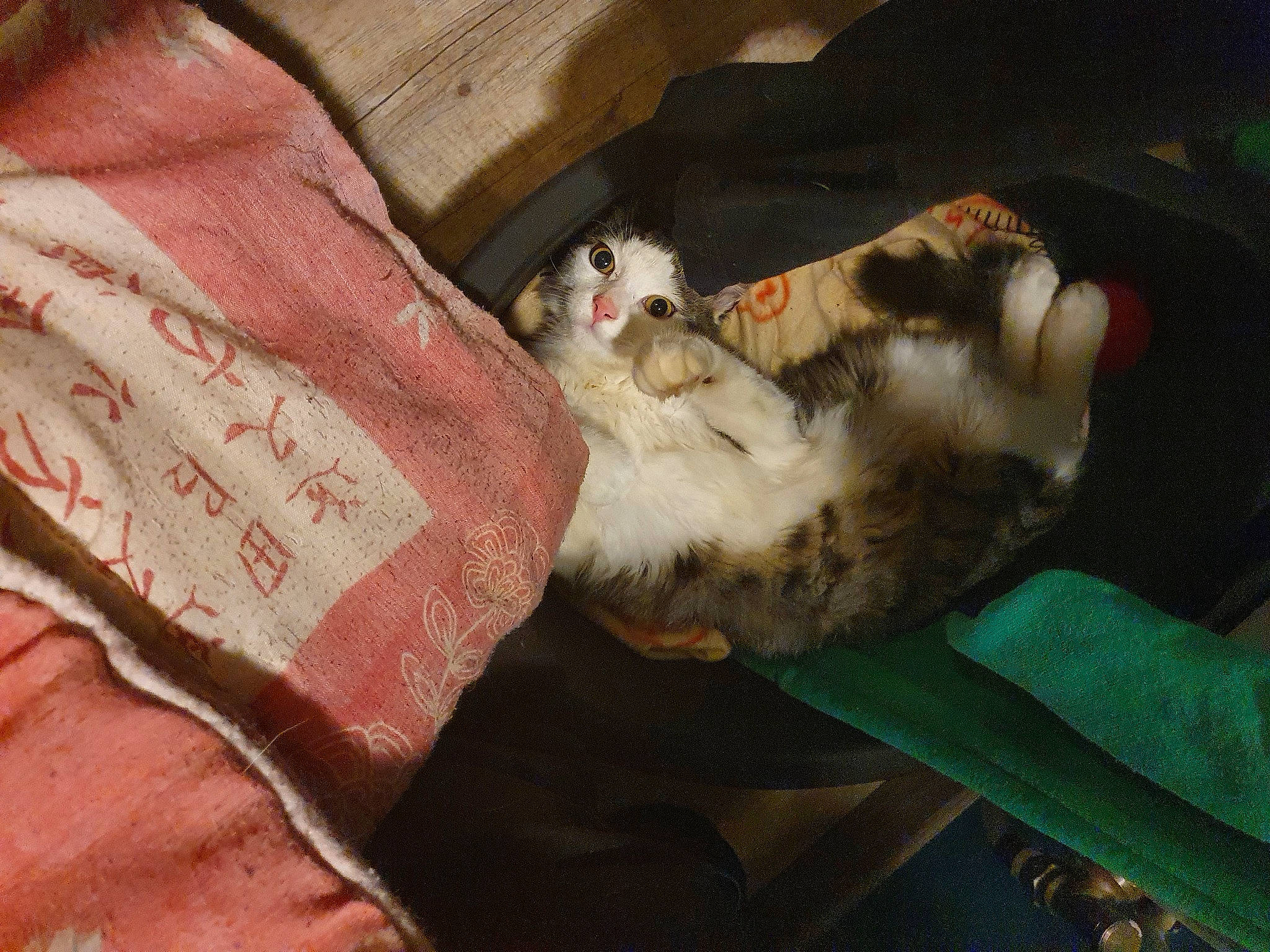 Ventraterre participe au concours pour gagner de l'argent avec cette photo : canidae, carmine, carnivore, cat, claw, comfort, domestic_short_haired_cat, felidae, fur, linens, mustelidae, pattern, paw, small_to_medium_sized_cats, tail, terrestrial_animal, whiskers, wildlife