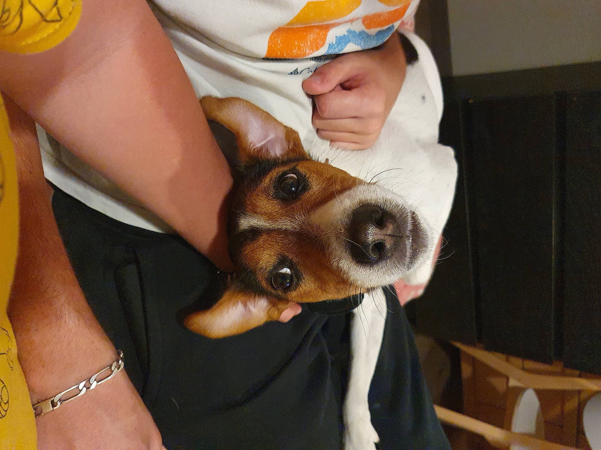 Pango a rejoint le concours — aidez-le/la à gagner de superbes lots ! canidae, carnivore, chair, clothing, companion_dog, dog, dog_breed, ear, eyewear, fawn, fur, jewellery, nail, pattern, selfie, snout, sporting_group, toy_dog, whiskers, wrist