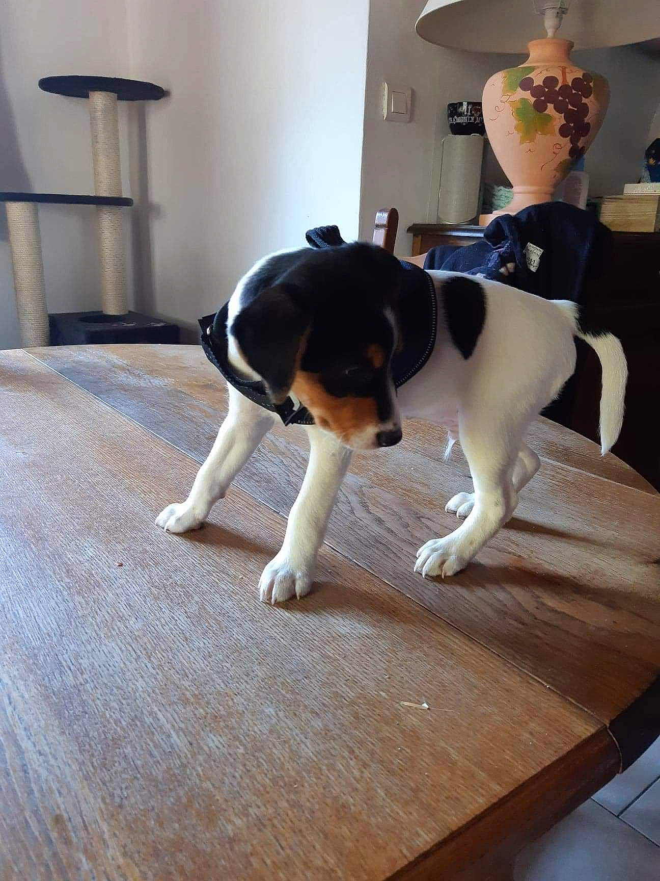 Pango a rejoint le concours — aidez-le/la à gagner de superbes lots ! ball, carnivore, collar, comfort, companion_dog, dog, dog_breed, fawn, floor, flooring, flowerpot, hardwood, houseplant, paw, snout, table, tail, wood, wood_flooring, working_animal