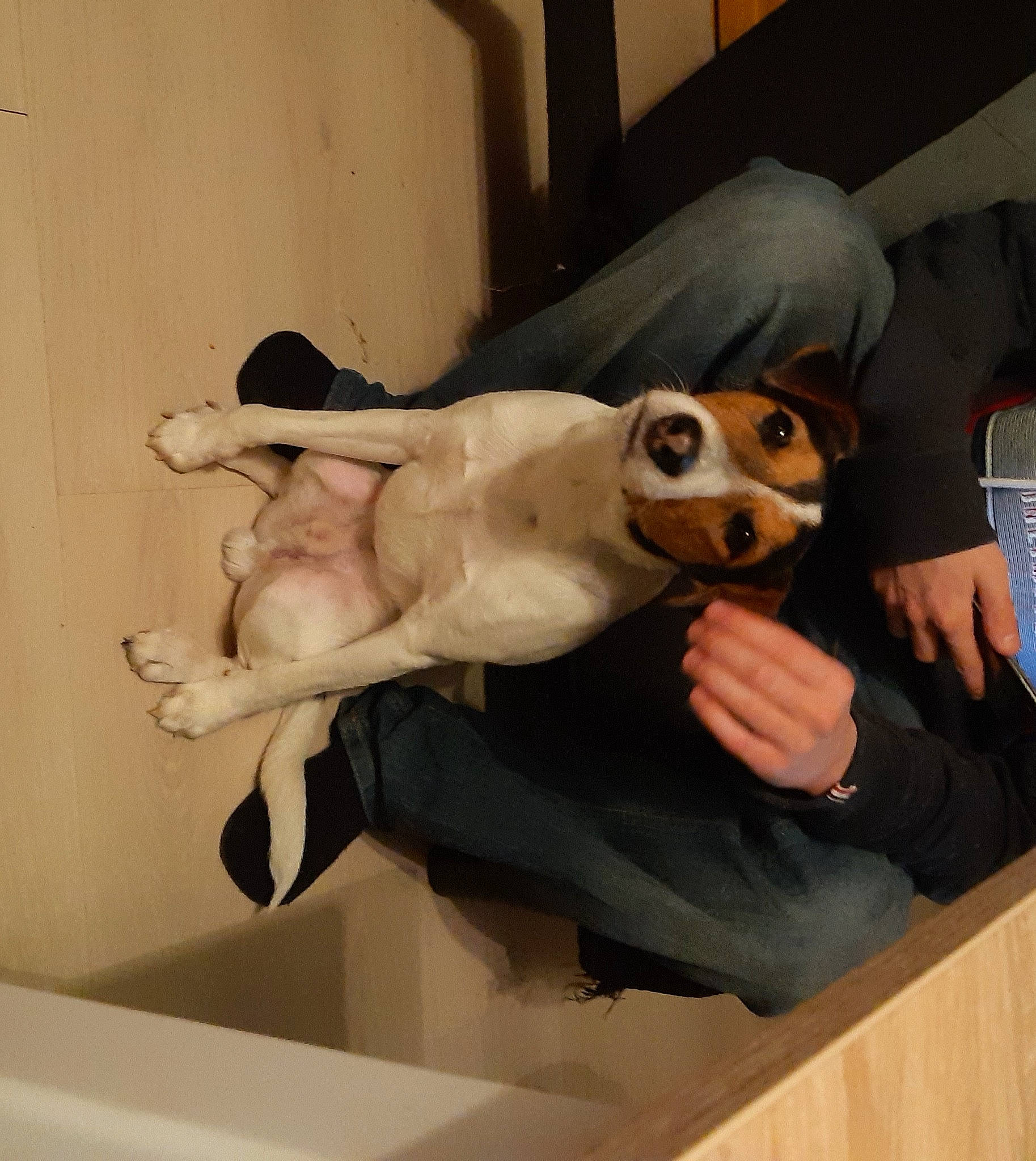 Pango a rejoint le concours — aidez-le/la à gagner de superbes lots ! art, chair, chest, comfort, companion_dog, dog_breed, fawn, flooring, fun, fur, gesture, jaw, plaster, room, sculpture, selfie, sitting, sunglasses, visual_arts, wood