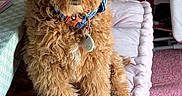 Charlie is registered to the contest to win money with this photo: dog, puppy, curly_fur, collar, indoor, cushion, pink, carpet, furniture, table, tag, pet, cute, sitting, closeup, fluffy, brown, curious, cozy, domestic