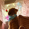 Charlie joined the competition — help win amazing prizes! dog, bandana, window, curtains, lace, rose, vase, chair, cushion, fur, brown, cozy, indoor, pet, looking_out, decor, soft_light, home, animal, quiet