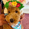 dog, bunny_ears, costume, bandana, flower_crown, brown_fur, pet, indoor, carpet, cute, animal, fluffy, hand, person, adorable, pink, blue, decorative, sitting, portrait