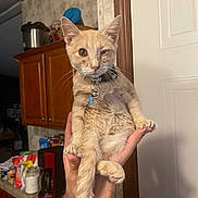 Martin is registered to the contest to win money with this photo: cat, ginger_cat, pet, kitten, feline, animal, portrait, indoors, kitchen, home, collar, pet_tag, whiskers, ears, fur, orange, standing, held, front_view, cute