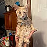cat, ginger_cat, pet, kitten, feline, animal, portrait, indoors, kitchen, home, collar, pet_tag, whiskers, ears, fur, orange, standing, held, front_view, cute