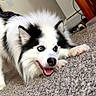 dog, puppy, fluffy, black_and_white, blue_eyes, happy, smiling, lying_down, carpet, indoors, home, portrait, pet, canine, fur, pointed_ears, open_mouth, playful, dresser, tilted_camera