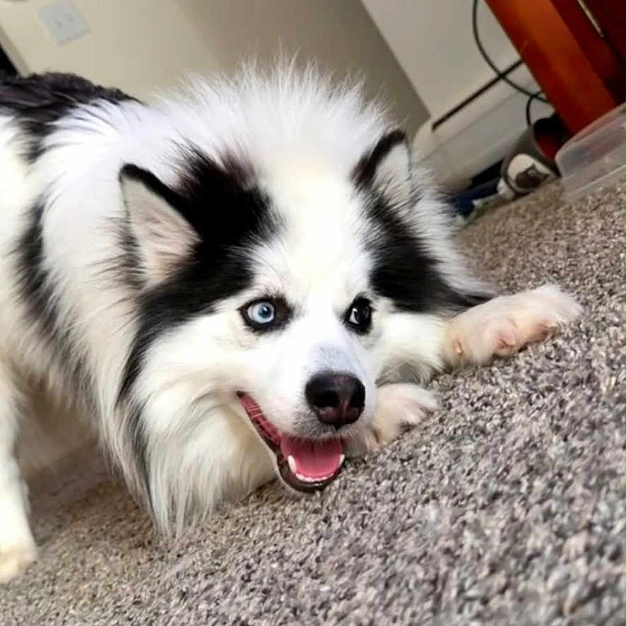 Emmett joined the competition — help win amazing prizes! dog, puppy, fluffy, black_and_white, blue_eyes, happy, smiling, lying_down, carpet, indoors, home, portrait, pet, canine, fur, pointed_ears, open_mouth, playful, dresser, tilted_camera