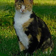 Jolene is registered to the contest to win money with this photo: cat, calico, animal, pet, outdoor, grass, greenery, feline, sitting, fur, whiskers, ears, eyes, nature, daylight, portrait, mammal, cute, domestic, wildlife