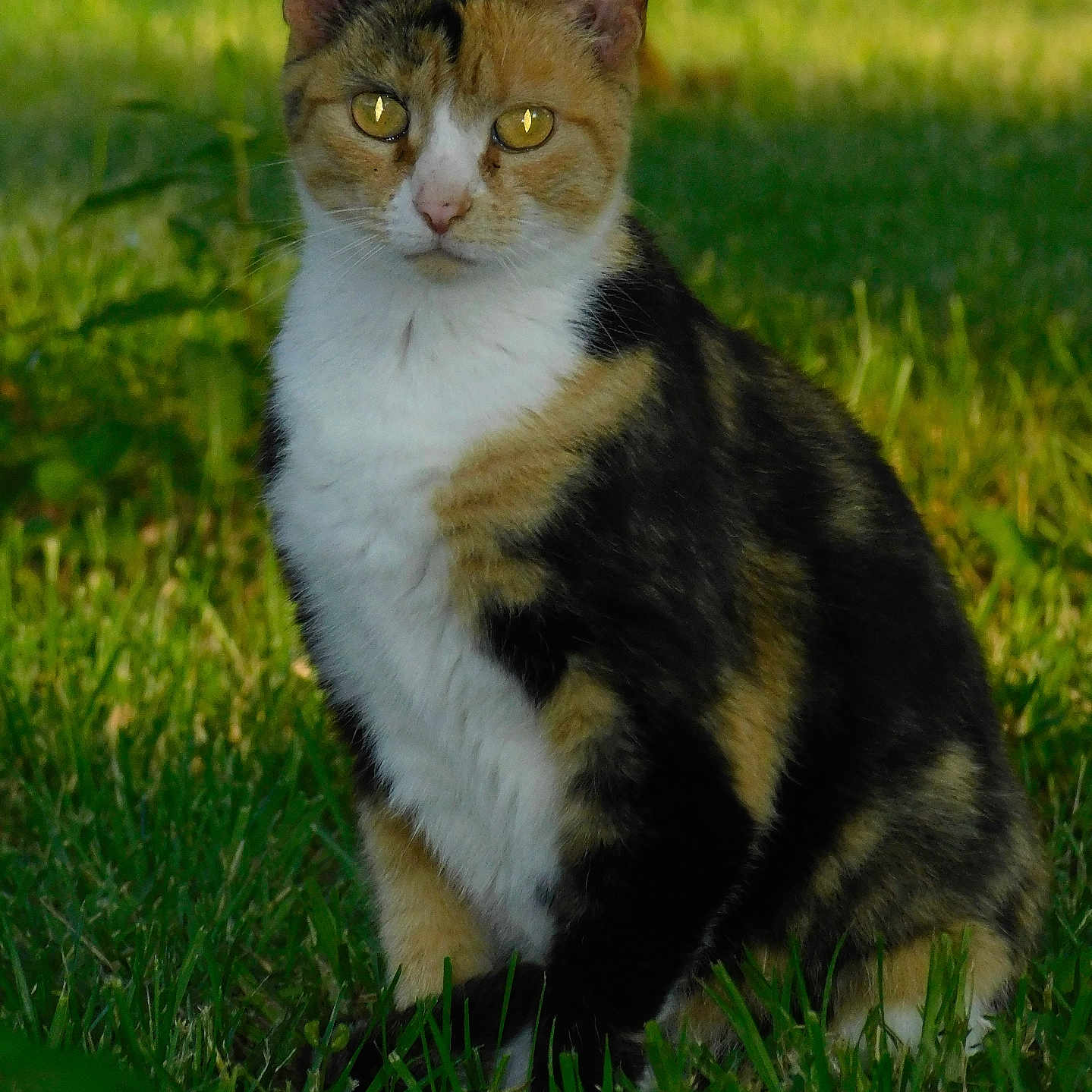 Jolene