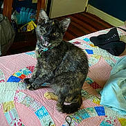 Kakaya Tori Holt is registered to the contest to win money with this photo: bed, bedroom, black_cat, blanket, cat, clothing, collar, cozy, furniture, furry, indoors, kitten, open_mouth, patchwork, portrait, quilt, sitting, tag, wood_floor, yellow_eyes