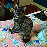 bed, bedroom, black_cat, blanket, cat, clothing, collar, cozy, furniture, furry, indoors, kitten, open_mouth, patchwork, portrait, quilt, sitting, tag, wood_floor, yellow_eyes