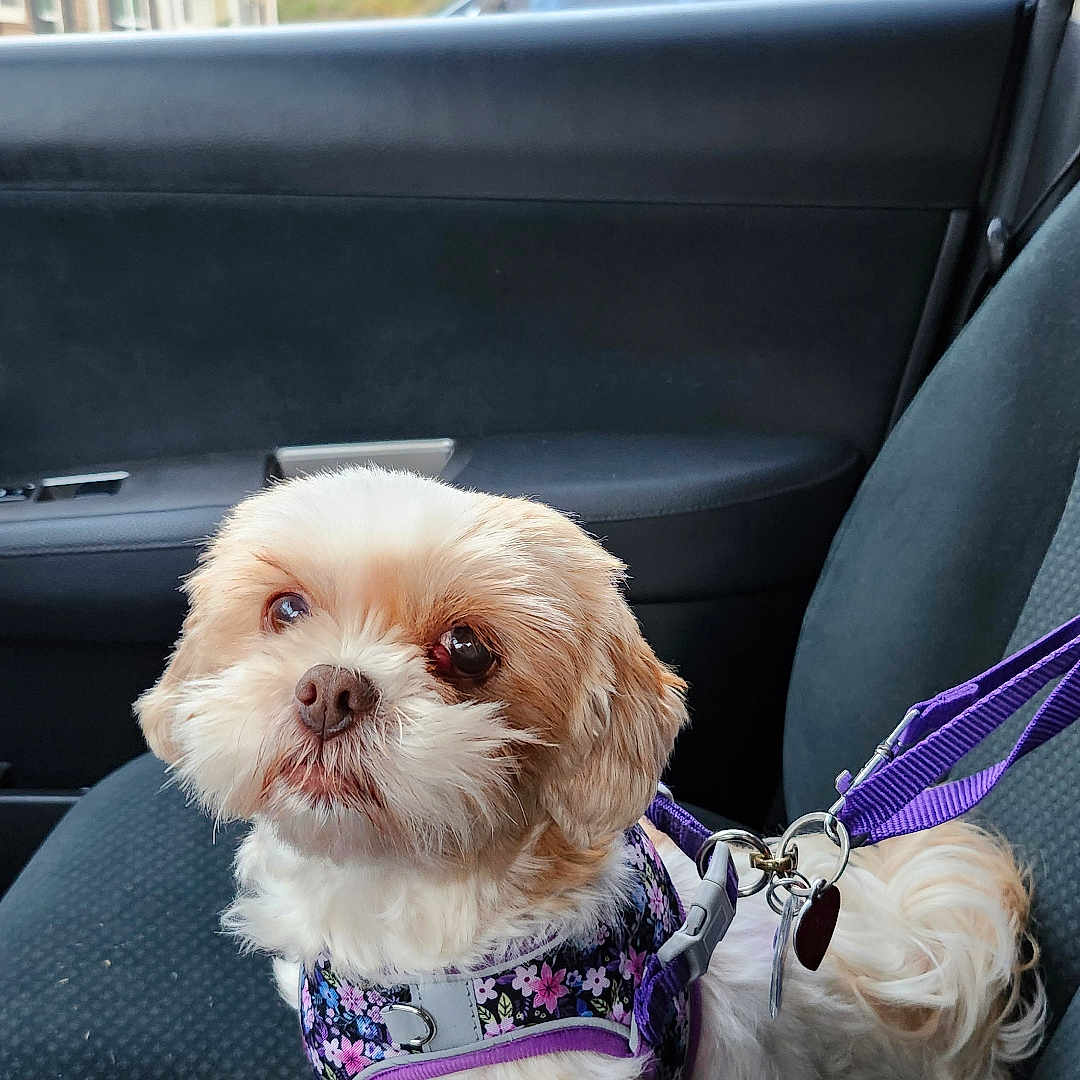 Ratzzie is registered to the contest to win money with this photo: animal, car_interior, car_seat, closeup, companion, cute, dog, domestic_animal, fluffy, fur, harness, indoor, leash, looking_up, pet, purple_harness, sitting, small_dog, vehicle, window