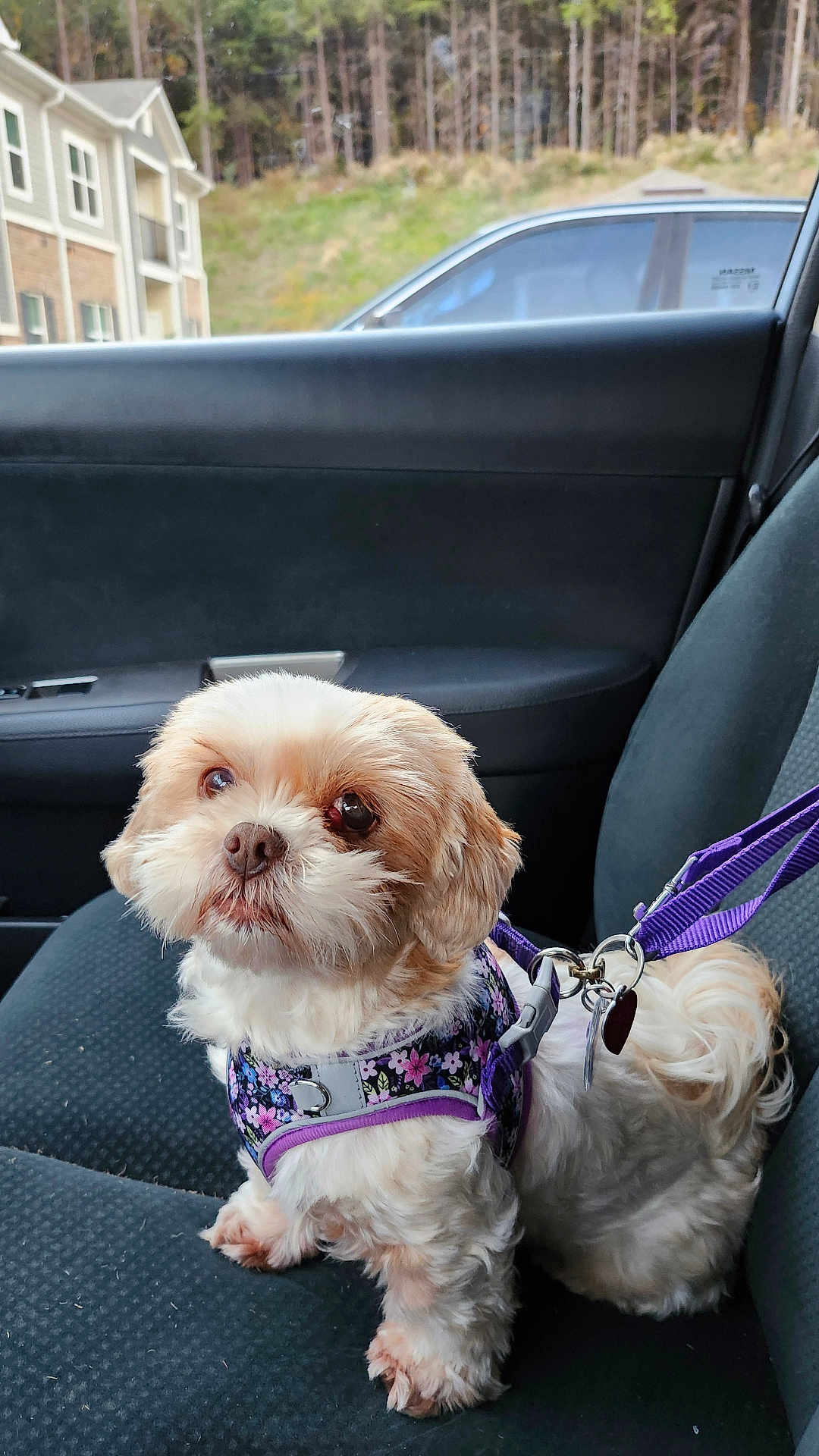 Ratzzie is registered to the contest to win money with this photo: dog, small_dog, fluffy, car_interior, car_seat, harness, purple_harness, pet, cute, animal, companion, leash, window, vehicle, domestic_animal, fur, sitting, looking_up, indoor, closeup