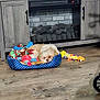 Ratzzie joined the competition — help win amazing prizes! dog, pet_bed, toy, wooden_floor, fireplace, decor, photo_frame, stuffed_animal, napping, cozy, indoor, home, resting, furniture, plush_toy, colorful_toy, floor, cabinet, warmth, relaxation
