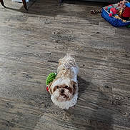 Ratzzie joined the competition — help win amazing prizes! dog, small_dog, fluffy, wooden_floor, toy, plush_toy, indoor, basket, furniture, pet, looking_up, brown, white, flooring, home, cozy, playful, animal, domestic, cute