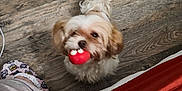 Ratzzie joined the competition — help win amazing prizes! dog, toy, red_toy, blue_toy, wooden_floor, small_dog, fluffy_dog, pet, indoor, pajamas, slippers, looking_up, playful, floor, home, cute, animal, mammal, companion, waiting