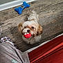 dog, toy, red_toy, blue_toy, wooden_floor, small_dog, fluffy_dog, pet, indoor, pajamas, slippers, looking_up, playful, floor, home, cute, animal, mammal, companion, waiting