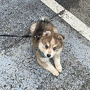 Adès participe au concours pour gagner de l'argent avec cette photo : puppy, dog, leash, blue_eyes, fur, cute, pet, outdoor, pavement, curious, small, young, animal, walking, collar, street, laying, adorable, fluffy, companion