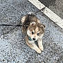 puppy, dog, leash, blue_eyes, fur, cute, pet, outdoor, pavement, curious, small, young, animal, walking, collar, street, laying, adorable, fluffy, companion