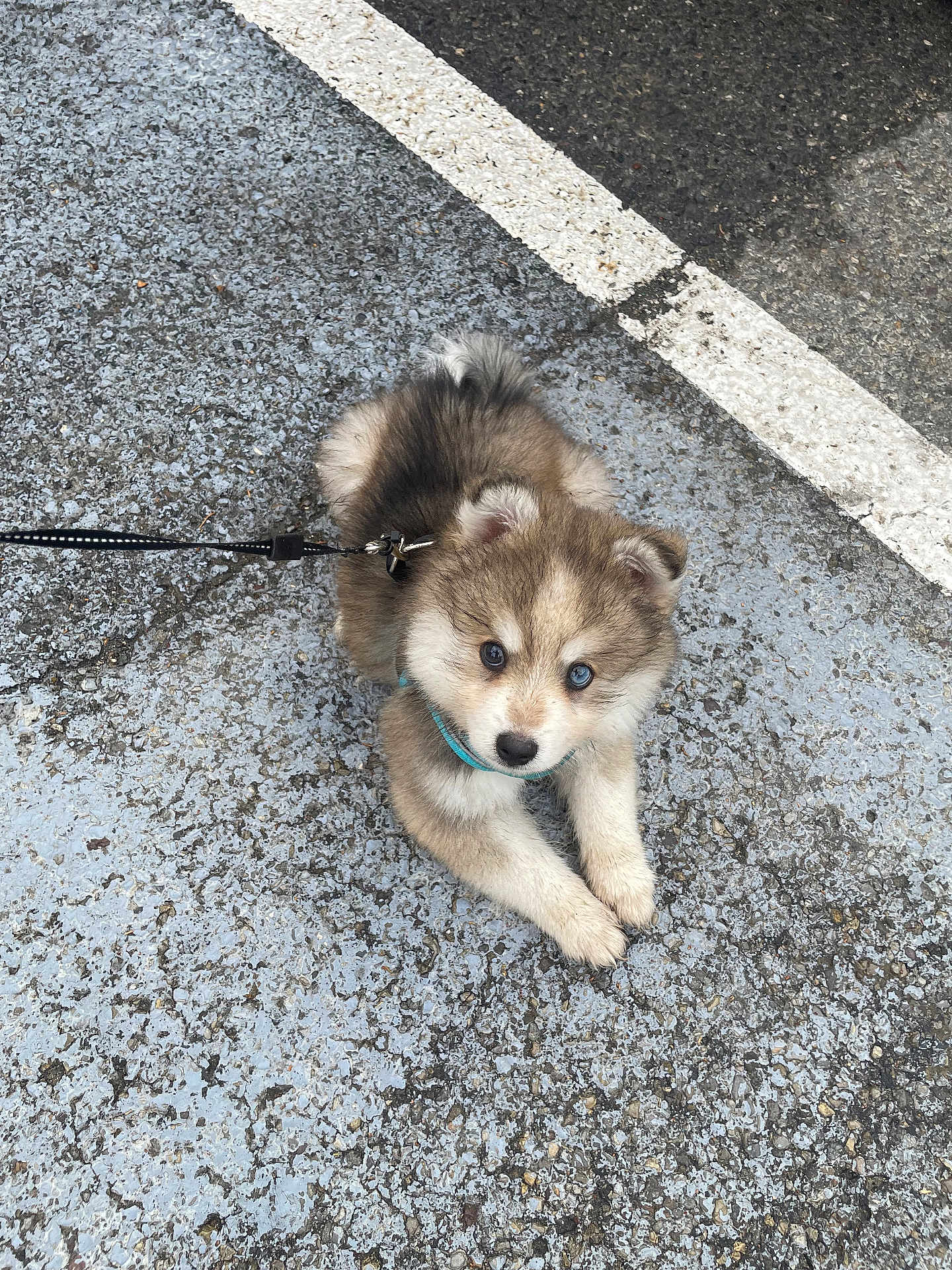 Adès participe au concours pour gagner de l'argent avec cette photo : puppy, dog, leash, blue_eyes, fur, cute, pet, outdoor, pavement, curious, small, young, animal, walking, collar, street, laying, adorable, fluffy, companion