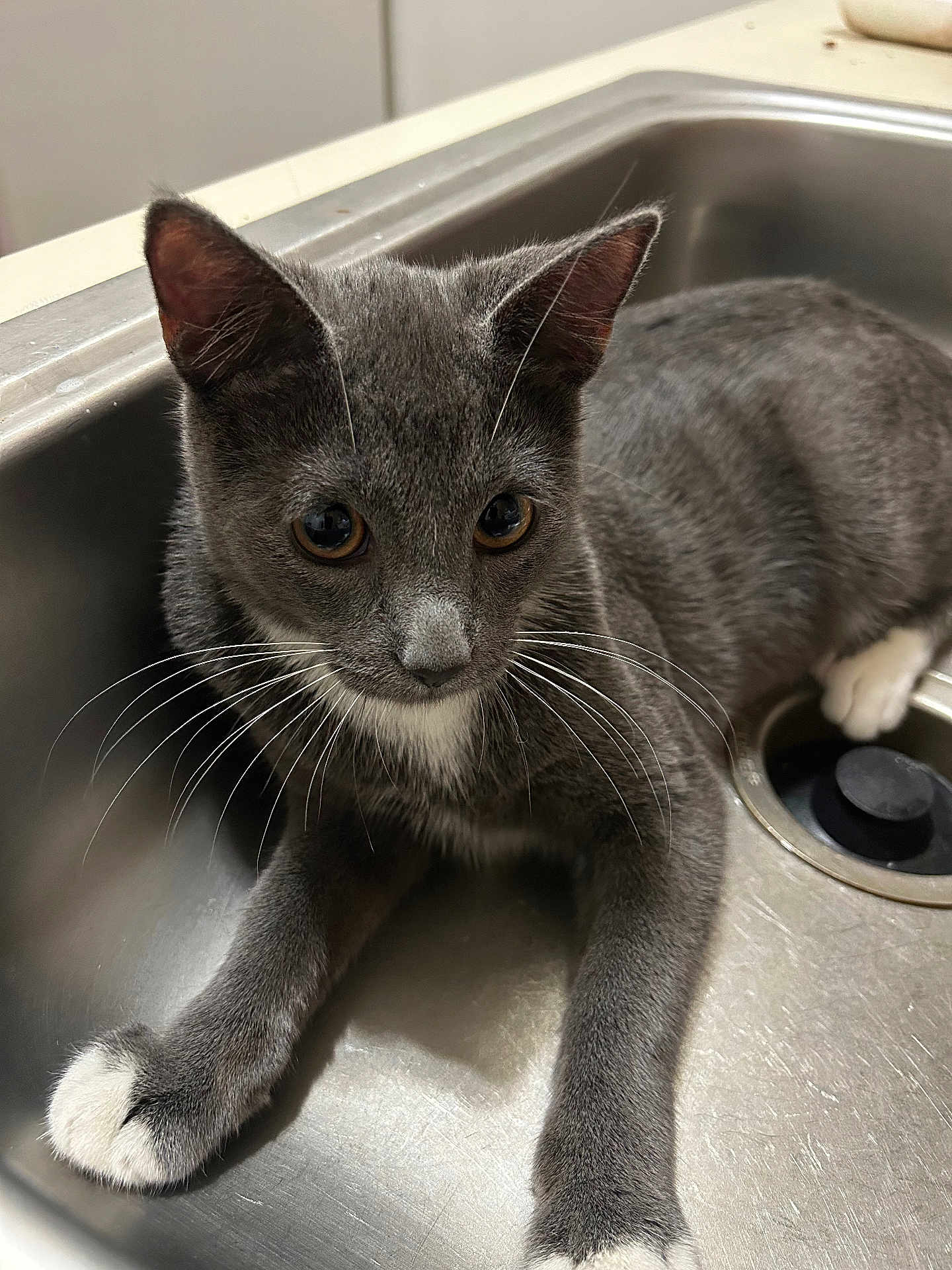 Espeon is registered to the contest to win money with this photo: cat, close_up, curious, domestic_animal, drain, ears, eyes, fur, gray_cat, indoor, kitchen_sink, kitten, paw, pet, portrait, sink, stainless_steel, tuxedo_cat, whiskers, white_paw