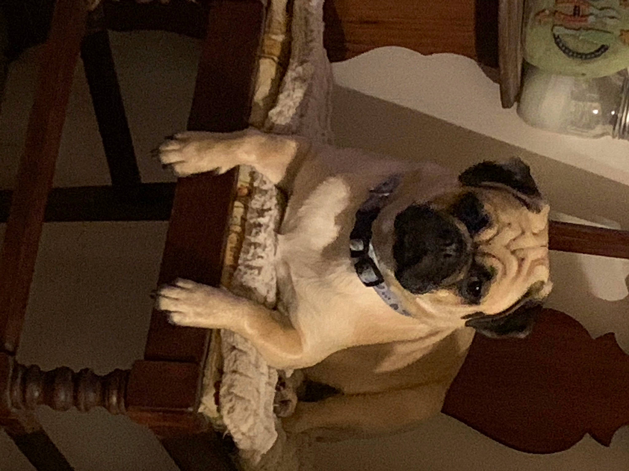 Nora is registered to the contest to win money with this photo: carnivore, comfort, companion_dog, dog, dog_breed, dog_collar, eyewear, fawn, flooring, fur, jaw, pet_supply, room, snout, sporting_group, tints_and_shades, toy_dog, whiskers, wood, working_animal