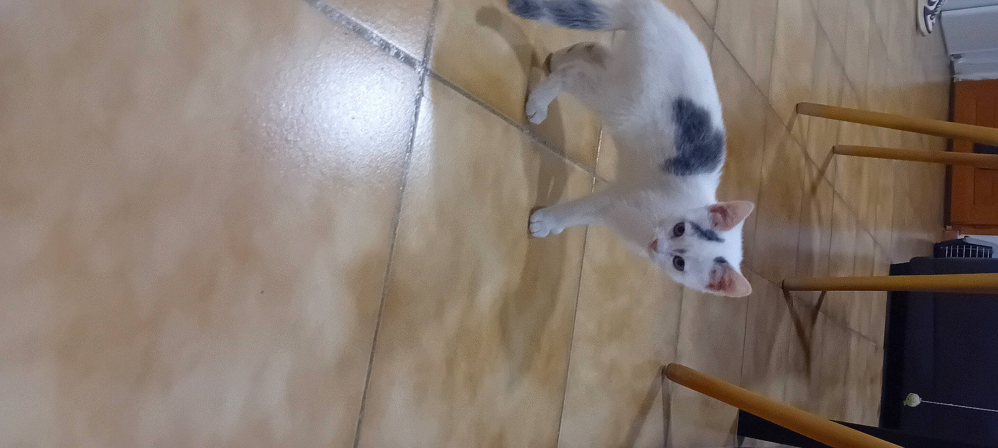 Mochi participe au concours pour gagner de l'argent avec cette photo : canidae, carnivore, cat, collar, companion_dog, dog, dog_breed, domestic_short_haired_cat, fawn, felidae, floor, flooring, hardwood, paw, small_to_medium_sized_cats, snout, sporting_group, tail, whiskers, wood