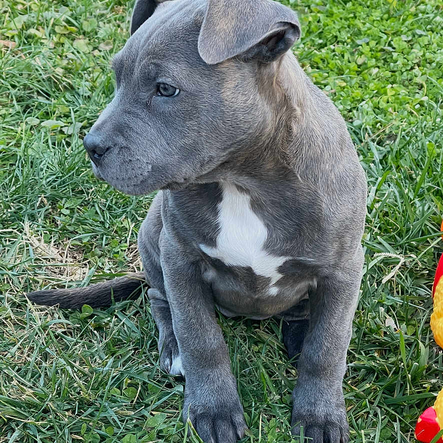 Janet is registered to the contest to win money with this photo: adorable, animal, companion, cute, dog, ears, fur, grass, greenery, nature, nose, outdoor, pet, playful, puppy, side_view, sitting, toy, white_patch, young