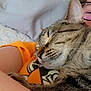 cat, tabby_cat, sleeping, person, glasses, orange_shirt, bed, pillow, closeup, resting, cozy, indoor, comfort, pet, fur, whiskers, face, arm, relaxation, nap