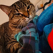 Aurora joined the competition — help win amazing prizes! cat, tabby, feline, pet, animal, whiskers, ears, fur, blanket, plaid, blue, orange, red, cozy, indoor, resting, relaxed, closeup, face, sleepy