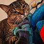 cat, tabby, feline, pet, animal, whiskers, ears, fur, blanket, plaid, blue, orange, red, cozy, indoor, resting, relaxed, closeup, face, sleepy