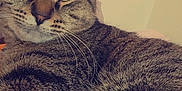 Aurora joined the competition — help win amazing prizes! cat, tabby, close_up, indoor, pet, feline, whiskers, fur, relaxed, eyes, ears, striped, cozy, animal, mammal, cute, resting, domestic, soft_light, background