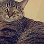 cat, tabby, close_up, indoor, pet, feline, whiskers, fur, relaxed, eyes, ears, striped, cozy, animal, mammal, cute, resting, domestic, soft_light, background