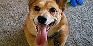 Harley joined the competition — help win amazing prizes! dog, tongue_out, happy, pet, indoor, carpet, toy, playful, ears, collar, smiling, canine, cute, animal, looking_up, floor, household, friend, companion, domestic