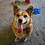 dog, tongue_out, happy, pet, indoor, carpet, toy, playful, ears, collar, smiling, canine, cute, animal, looking_up, floor, household, friend, companion, domestic