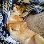 Harley joined the competition — help win amazing prizes! dog, blanket, cozy, relaxed, indoor, fur, pet, lying_down, canine, comfort, soft, pattern, resting, animal, sleepy, couch, home, cute, paw, ear