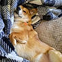 dog, blanket, cozy, relaxed, indoor, fur, pet, lying_down, canine, comfort, soft, pattern, resting, animal, sleepy, couch, home, cute, paw, ear
